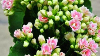 曼城有意前曼联后防中坚：西布朗拒放埃文斯_米兰官方网站