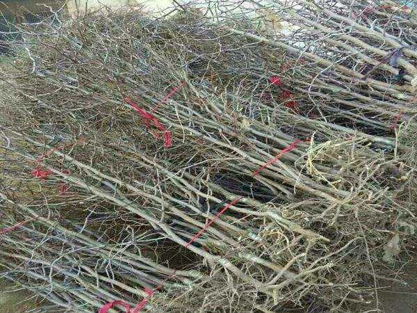 milan米兰app官网