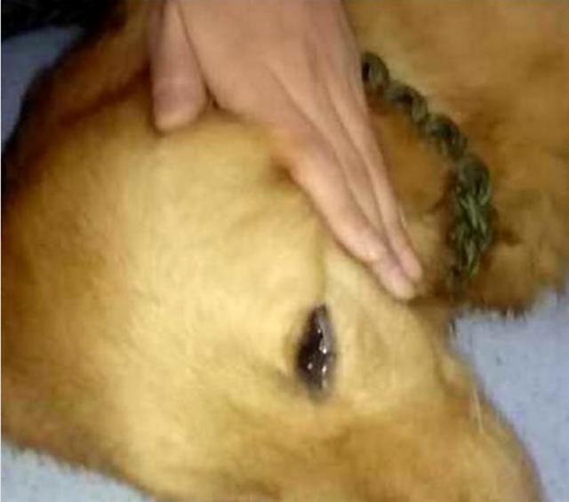 milan米兰app官网